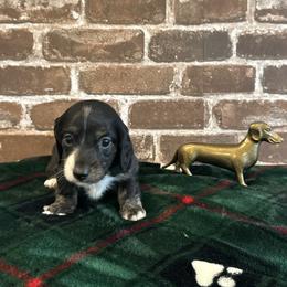Black and White - Black male Dachshund puppy in Fort Worth, Texas from Honey B’s Doxies