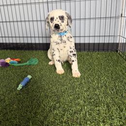 Spree LUA LONG COAT - White and black male Dalmatian puppy in Sedalia, Missouri from Missouri Dalmatians