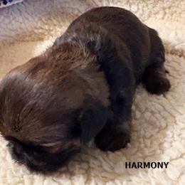 Harmony - Black and tan female Shih Tzu puppy in Modoc, Kansas from Karla Sauer