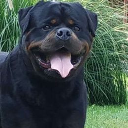 Hero - Rottweiler