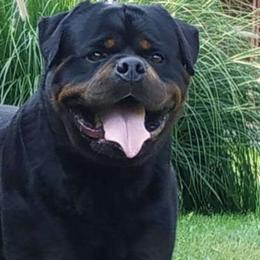 Hero - Rottweiler