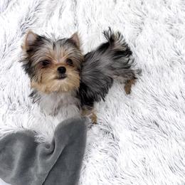 Yorkshire Terrier Puppies from The Royal Yorkie Den LLC