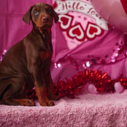 Doberman Pinscher and Labrador Retriever Puppies from GFDutton Retrievers & Dalla Grazia Dobermans