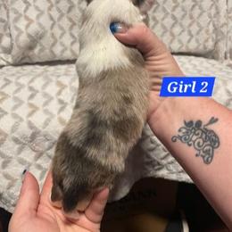 Girl 2 - Sable merle and white female Shetland Sheepdog puppy in Kaycee, Wyoming from Heavenly Shelties