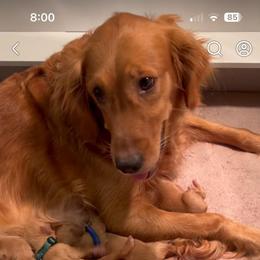 Skeeter - Golden Retriever