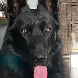 Rook - German Shepherd