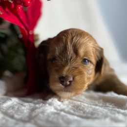 Titania (Delilah) - Wheaten female Miniature Schnauzer puppy in Menifee, California from Moonshine’s Minis