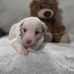 Gray Collar - Red merle female Miniature American Shepherd puppy in Statesboro, Georgia from Azure Miniature American Shepherds
