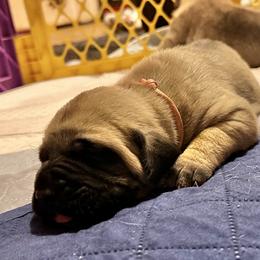 Pink collar - Fawn female Mastiff puppy in Lincolnton, North Carolina from Little Mountain Mastiffs