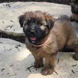 Australian Shepherd and Soft Coated Wheaten Terrier Puppies from Ironwood Ridge Kennels