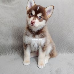 Pomsky Puppies from Chi-Town Pomsky