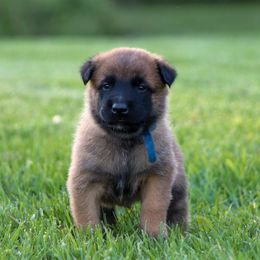 Chaos - Fawn Belgian Malinois puppy in Spencer, Indiana from Grit & Grace Malinois