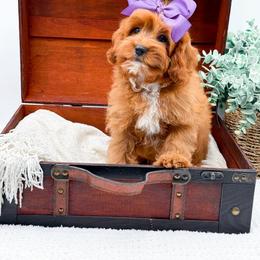 Rosie - Red female Cavapoo puppy in North Carolina from NC Doodle Puppies