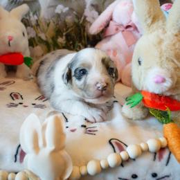 Puppy 4 - Blue merle female Australian Shepherd puppy in Mayer, Arizona from Ms Priss Aussies