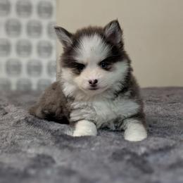 Breezy - Toy Female Blue Eyes - Blue female Pomsky puppy in Hurleyville, New York from My Crazy Pomskys