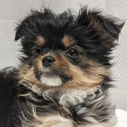 Toy Australian Shepherds and Yorkshire Terriers from Hickory Ridge Family Toy Aussies