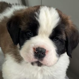 Saint Bernard puppies from Tiffeny’s pups