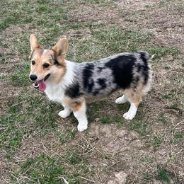 Jasper - Pembroke Welsh Corgi