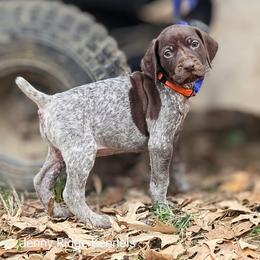 German Shorthaired Pointer Puppies from Jenny Ridge Kennels