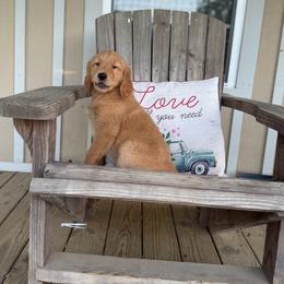Orange collar - Golden male Golden Retriever puppy in Monroe, Tennessee from Golden Girls Furever Friends