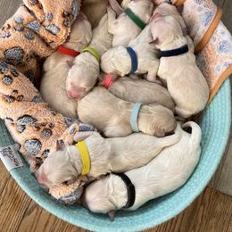 Golden Retriever Puppies from Ruff Life Goldens