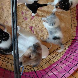 Reserved Polar Blue - Blue merle white and tan male Collie puppy in St Stephens, Wyoming from Desert Kennels