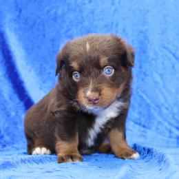 Betsy - Red tri female Miniature Australian Shepherd puppy in Foxworth, Mississippi from Ten Mile Aussies