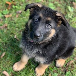 German Shepherds from Roches German Shepherds