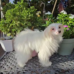 Gianni Long Star Angel - White male Chinese Crested puppy in Amarillo, Texas from Victoria's Chinese Cresteds Long Star Angels