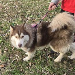Max - Siberian Husky