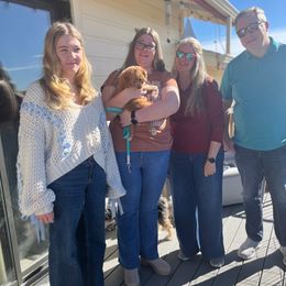 Tinkerbell - Red female Aussiedoodle puppy in Larimer County, Colorado from Puppy Love Doodles