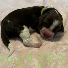 Voyageur - Liver white and roan male English Springer Spaniel puppy in Pensacola, Florida from LeichtHouse Kennel