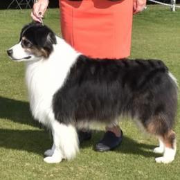 Australian Shepherd All Grown Up from TANDEM Aussies