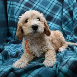 Arlo - Apricot male Goldendoodle puppy in Jasper, Indiana from Hilltop Pups LLC