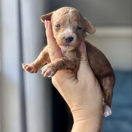 Poppy - Red  female Goldendoodle puppy in Gastonia, North Carolina from Crowders Creek Doodles