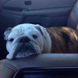 English Bulldog and French Bulldog All Grown Up from Superb Bulldogs
