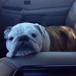 English Bulldog and French Bulldog All Grown Up from Superb Bulldogs