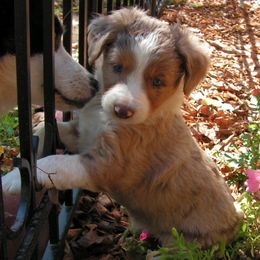 Miniature Australian Shepherd Puppies from Free Spirit Ranch