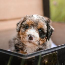 Whimsy - female Australian Mountain Doodle puppy in Crete, Nebraska from Doodles & Co