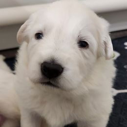 Boy 1 - White male Berger Blanc Suisse puppy in Plaucheville, Louisiana from La Nouvelle-Orléans Berger Blanc Suisse