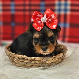 Emma - Blue and gold female Yorkshire Terrier puppy in Monticello, Iowa from Ashley’s Puppies