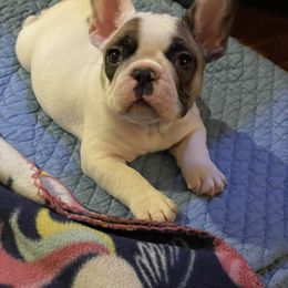 French Bulldog Puppies from Country Bumpkins Frenchies