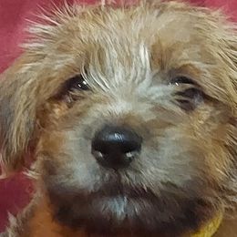 Norfolk Terriers from Betty's Norfolk Terriers