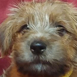 Norfolk Terriers from Betty's Norfolk Terriers