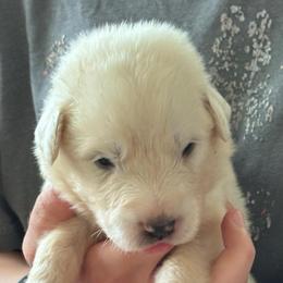Luke - White male Great Pyrenees puppy in Murfreesboro, Tennessee from Storybook Tails Farm