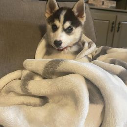 "Pia" Pomsky Puppies from The Posh & Pampered Pomsky