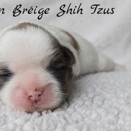 AKC Brindle & White Parti Male - Brindle and white male Shih Tzu puppy in Middle Grove, New York from Beirin Breige Shih Tzus