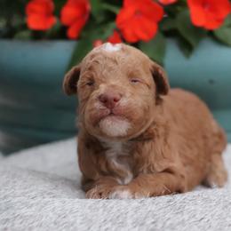Bryan  - red abstract - Red  male Poodle puppy in Goliad, Texas from Sassy Lil Aussies and Diamond W Poodles