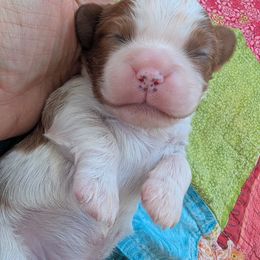 Rusty (More Red) - Blenheim male Cavalier King Charles Spaniel puppy in Grantsville, Maryland from One Big Cavy Family