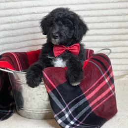 Aussiedoodle Puppies from Silva Ranch Doodles